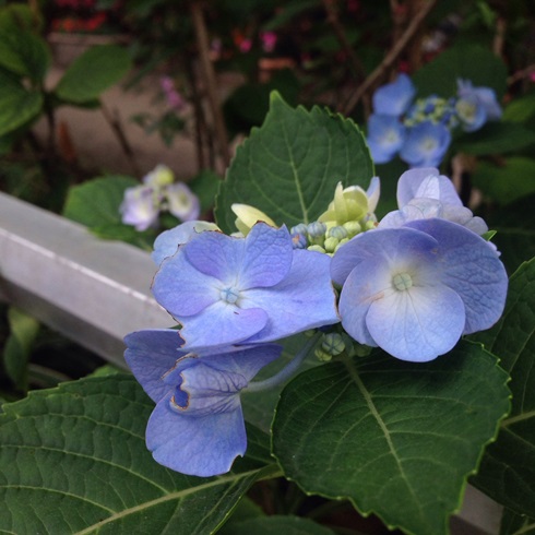 紫陽花