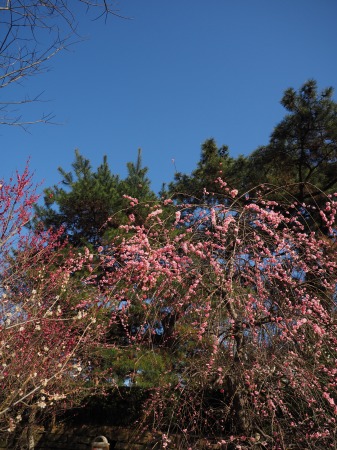 梅林寺15030808.jpg