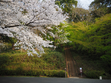 150329朝日山04.jpg