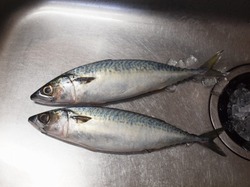 鯖のオーブン焼き23.jpg