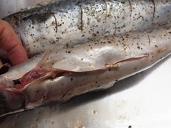 鯖のオーブン焼き36.jpg