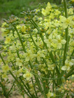 broccoflower