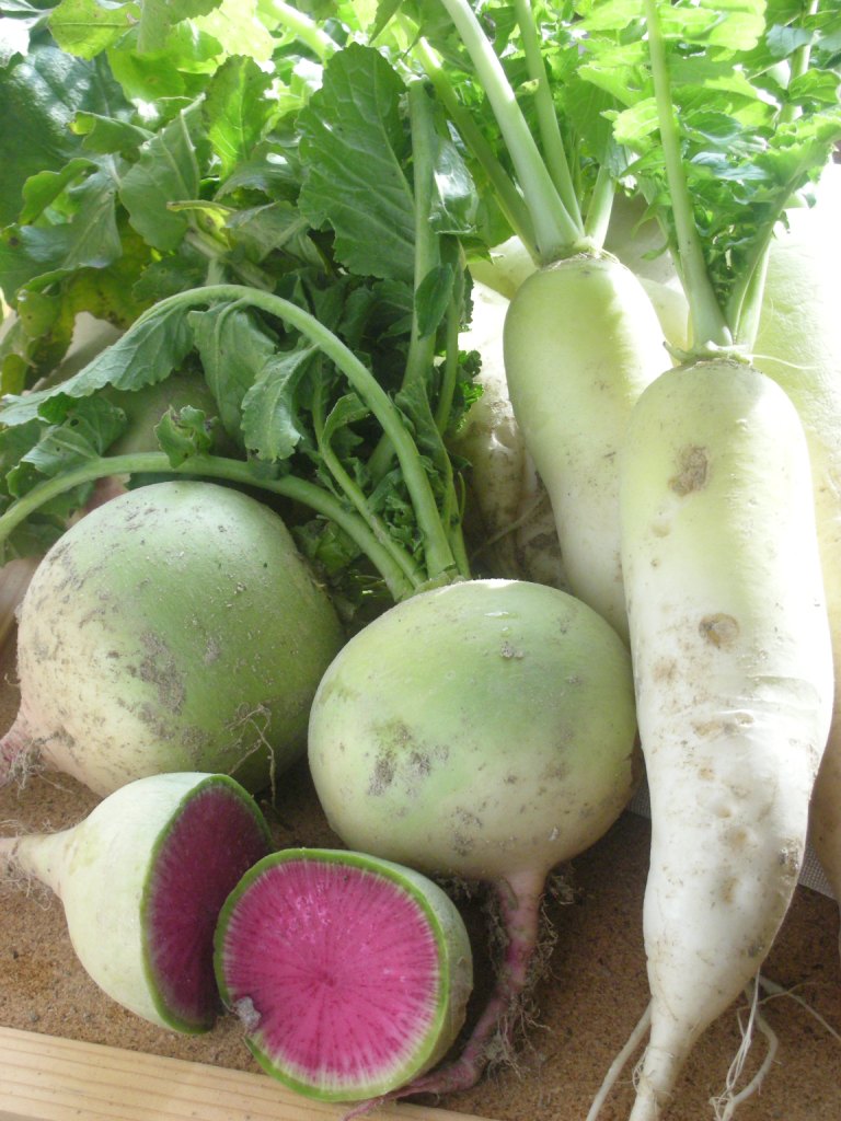 daikon.jpg