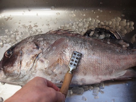 3キロのコショウダイで家族全員満足した話 筋肉料理人の家呑みレシピと時々 アウトドア 公式連載 レシピブログ