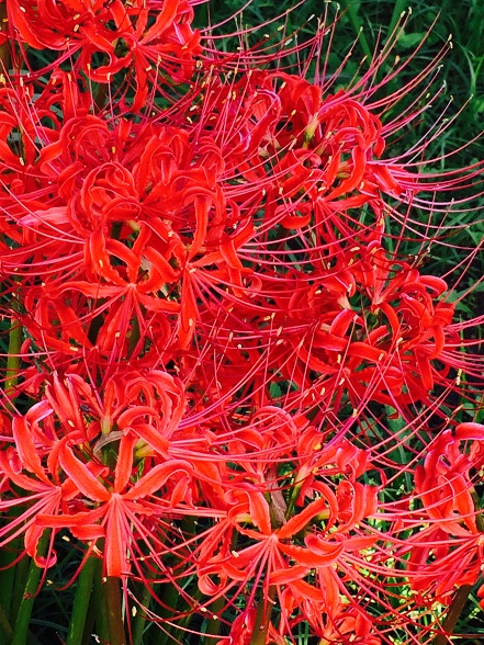 20150923_higanbana.jpg