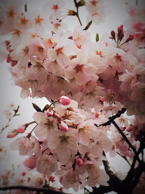 201604_sakura.jpg