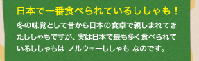 日本で一番食べられているししゃも！／冬の味覚として昔から日本の食卓で親しまれてきたししゃもですが、実は日本で最も多く食べられているししゃもはノルウェーししゃもなのです。