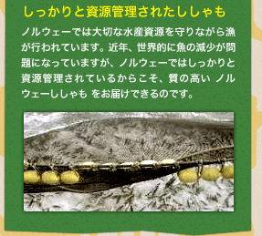 しっかりと資源管理されたししゃも／ノルウェーでは大切な水産資源を守りながら漁が行われています。近年、世界的に魚の減少が問題になっていますが、ノルウェーではしっかりと資源管理されているからこそ、質の高いノルウェーししゃも をお届けできるのです。