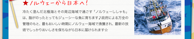 ノルウェーから日本へ！／冷たく澄んだ北極海とその周辺海域で過ごす「ノルウェーししゃも」は、脂がのったとってもジューシーな魚に育ちます♪政府による万全の管理のもと、最もおいしい時期にノルウェー海域で漁獲され、最新の技術でしっかりおいしさを保ちながら日本に届けられます☆