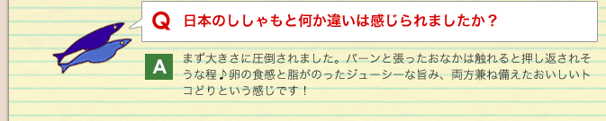 Q：日本のししゃもと何か違いは感じられましたか？／A：まず大きさに圧倒されました。パーンと張ったおなかは触れると押し返されそうな程♪卵の食感と脂がのったジューシーな旨み、両方兼ね備えたおいしいトコどりという感じです！