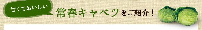 甘くておいしい常春キャベツをご紹介！