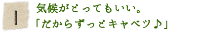 気候がとってもいい。「だからずっとキャベツ♪」