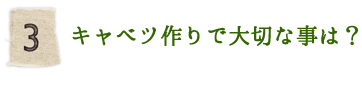 キャベツ作りで大切な事は？