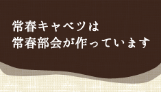 常春キャベツは常春部会が作っています