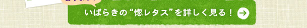 レシピもあります♪いばらきの“惚レタス”を詳しく見る！