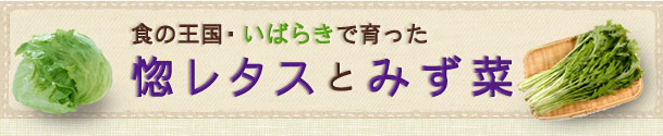 食の王国・いばらきで育った惚レタスとみず菜