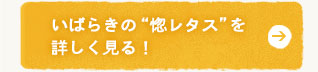 いばらきの“惚レタス”を詳しく見る！