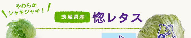 やわらかシャキシャキ！茨城県産レタス