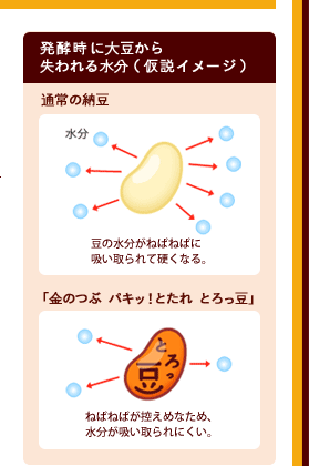 発酵時に大豆から失われる水分（仮説イメージ）