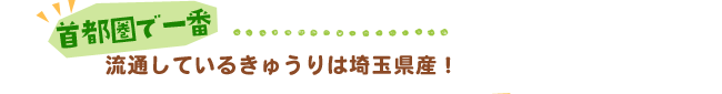 首都圏で一番流通しているきゅうりは埼玉県産！