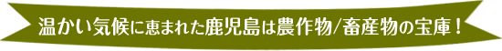 温かい気候に恵まれた鹿児島は農作物/畜産物の宝庫！
