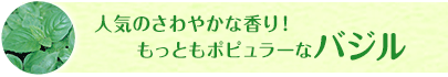 人気のさわやかな香り！もっともポピュラーなバジル